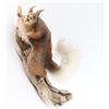 Image 1 : Aberts Squirrel Taxidermy Full Mount