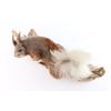Image 2 : Aberts Squirrel Taxidermy Full Mount