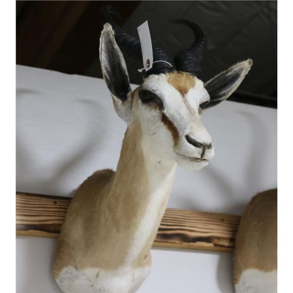 Springbuck Mount