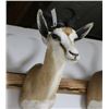 Image 1 : Springbuck Mount