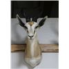 Image 2 : Springbuck Mount