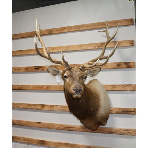 Taxidermy Elk Shoulder Mount