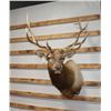 Image 1 : Taxidermy Elk Shoulder Mount