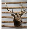 Image 2 : Taxidermy Elk Shoulder Mount