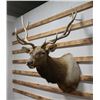 Image 3 : Taxidermy Elk Shoulder Mount