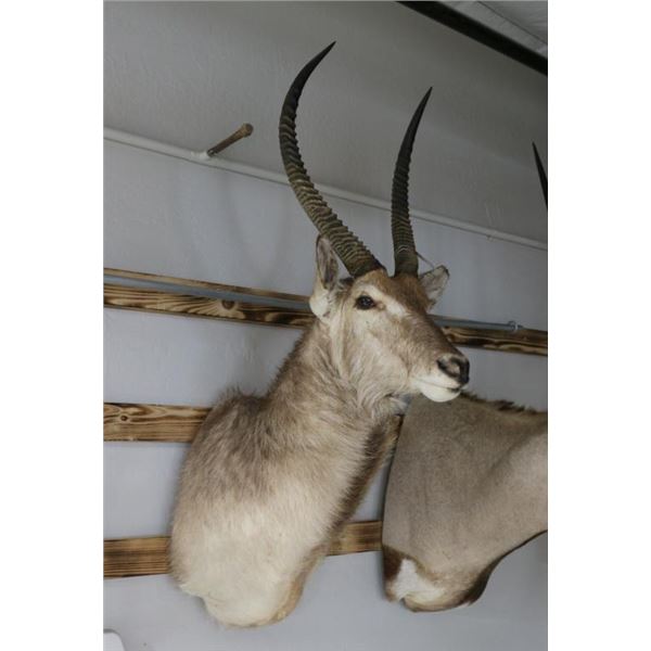 Waterbuck Mount