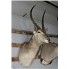 Image 1 : Waterbuck Mount
