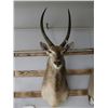 Image 2 : Waterbuck Mount