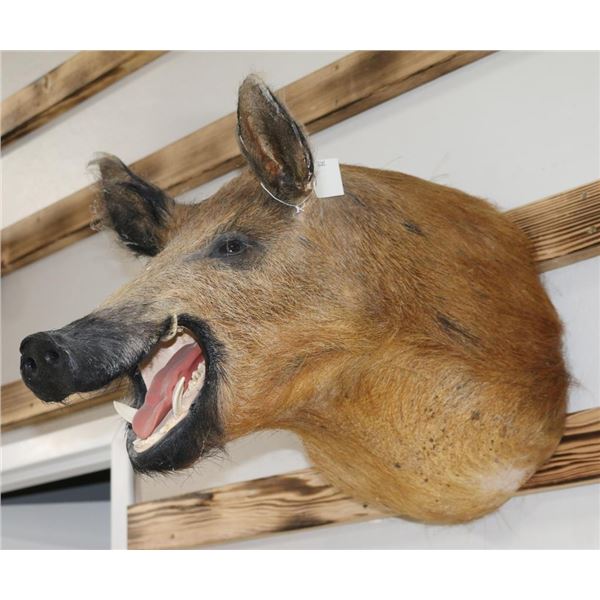Taxidermy Boar Mount