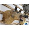 Image 2 : Taxidermy Boar Mount