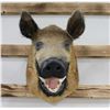 Image 3 : Taxidermy Boar Mount