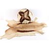 Image 2 : Springbuck Hide and Pillow