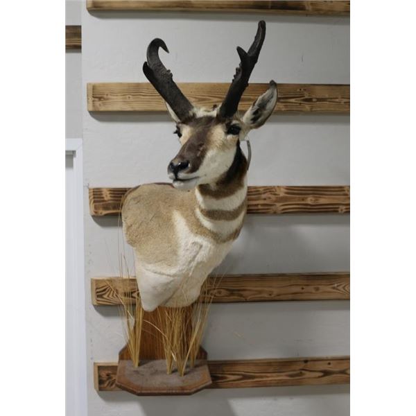 Taxidermy Pronghorn Antelope Shoulder Mount