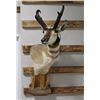 Image 1 : Taxidermy Pronghorn Antelope Shoulder Mount