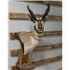 Image 2 : Taxidermy Pronghorn Antelope Shoulder Mount