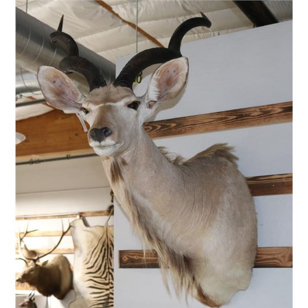 Greater Kudu