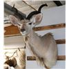 Image 1 : Greater Kudu