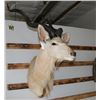 Image 2 : Greater Kudu