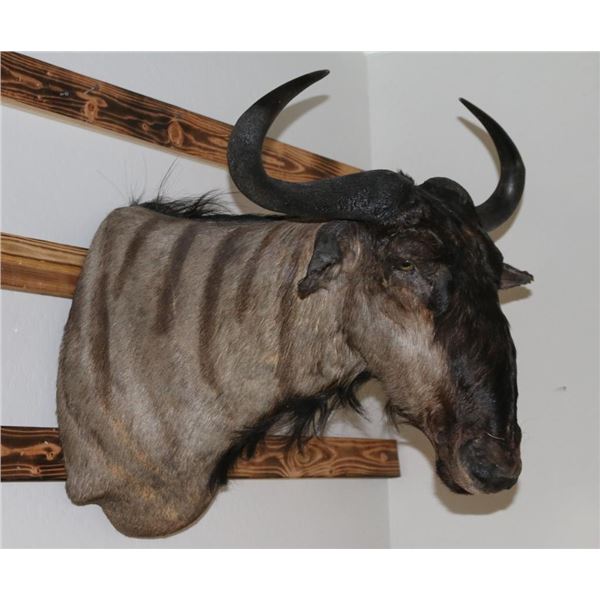 Blue Wildebeast Mount