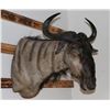 Image 1 : Blue Wildebeast Mount