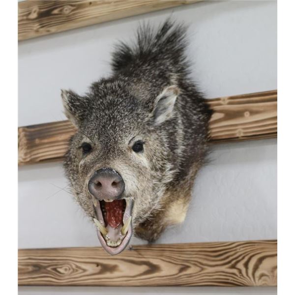 Javelina Mount