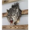 Image 1 : Javelina Mount