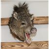 Image 2 : Javelina Mount