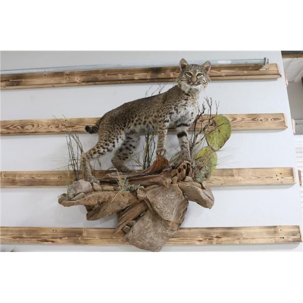 Full Mounted Bobcat