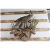 Image 1 : Full Mounted Bobcat