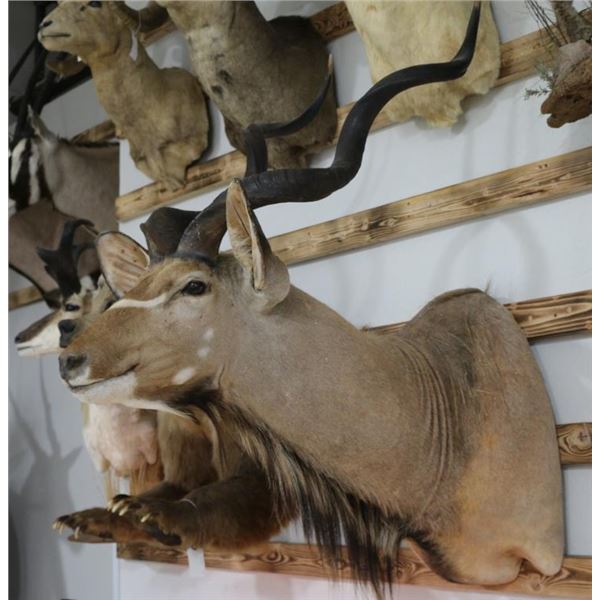 Greater Kudu