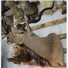 Image 1 : Greater Kudu