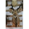 Image 2 : Greater Kudu