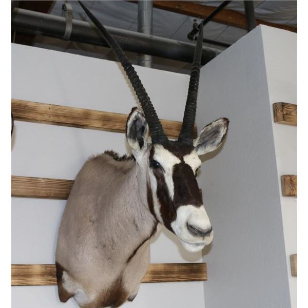 Gemsbuck Mount