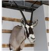 Image 1 : Gemsbuck Mount