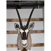 Image 2 : Gemsbuck Mount