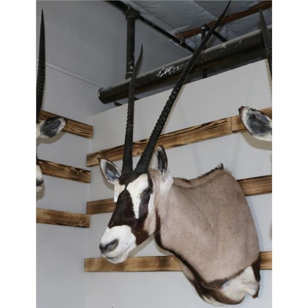 Gemsbuck Mount
