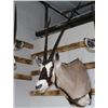 Image 1 : Gemsbuck Mount