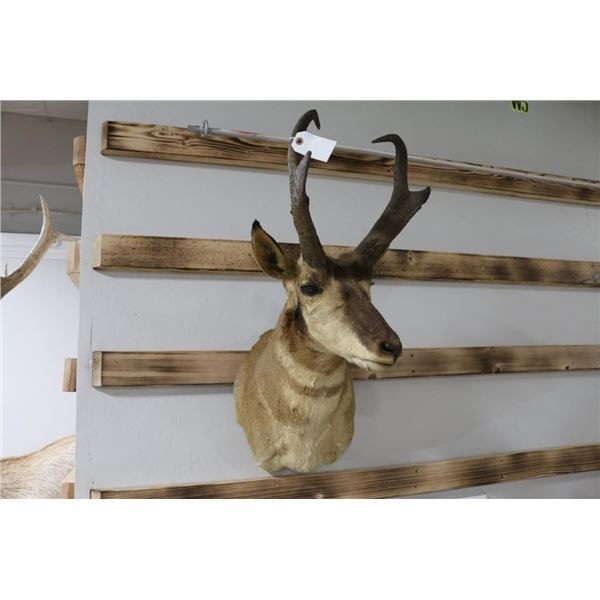 Taxidermy Pronghorn Antelope Mount