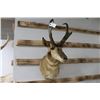 Image 1 : Taxidermy Pronghorn Antelope Mount