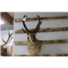 Image 2 : Taxidermy Pronghorn Antelope Mount