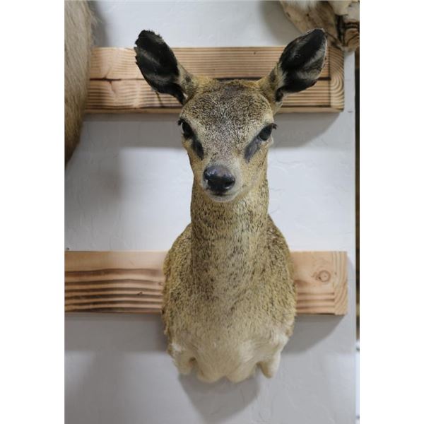 Klipspringer mount