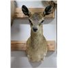 Image 1 : Klipspringer mount