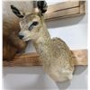 Image 2 : Klipspringer mount