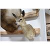 Image 3 : Klipspringer mount