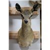 Image 4 : Klipspringer mount