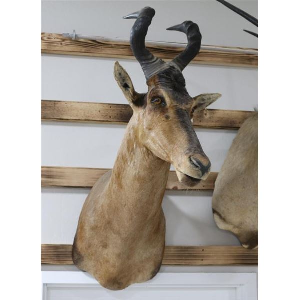 Red Hartebeest Taxidermy Shoulder Mount