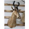 Image 1 : Red Hartebeest Taxidermy Shoulder Mount