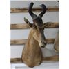 Image 2 : Red Hartebeest Taxidermy Shoulder Mount