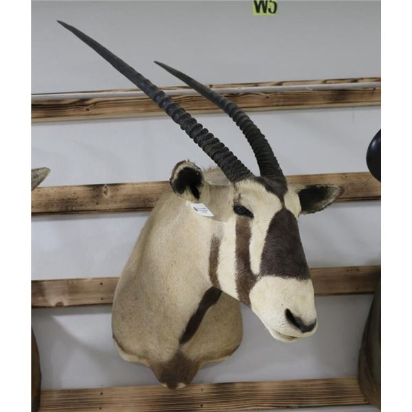 Gemsbok Taxidermy Shoulder Mount