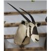 Image 1 : Gemsbok Taxidermy Shoulder Mount